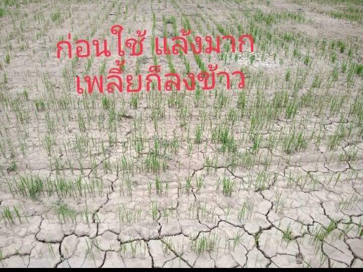 ฟื้นฟูดินเสื่อมสภาพด้วย Superfood ซูเปอร์ฟู้ดสีทอง