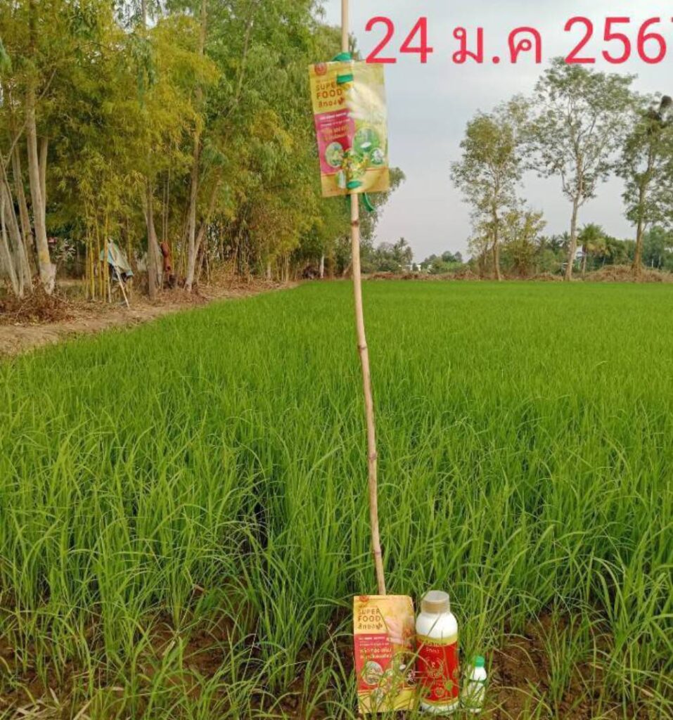 ทำไมพืชต้องการอาหารเสริมอย่าง Superfood ซูเปอร์ฟู้ดสีทอง?