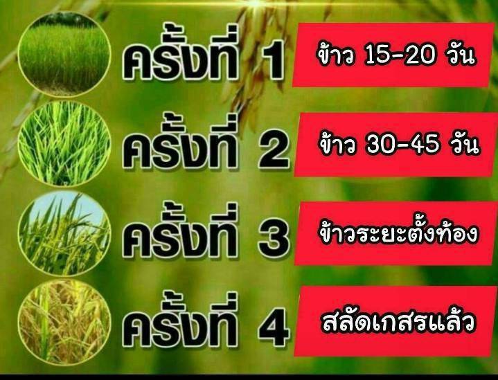 ทำไมพืชต้องการอาหารเสริมอย่าง Superfood ซูเปอร์ฟู้ดสีทอง?
