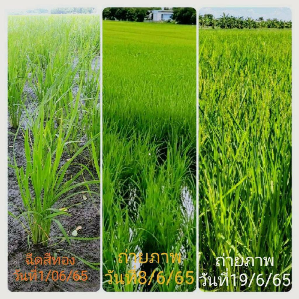 ดูแลพืชให้แข็งแรงตลอดปีด้วย Superfood ซูเปอร์ฟู้ดสีทอง