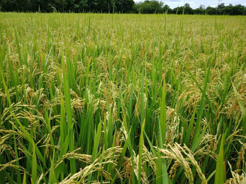 เกษตรกรยุคใหม่เลือกอะไร? คำตอบคือ Superfood ซูเปอร์ฟู้ดสีทอง