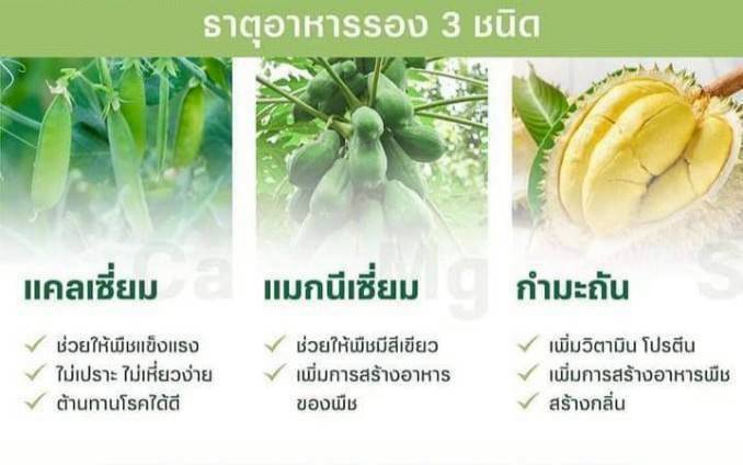 Superfood ซูเปอร์ฟู้ดสีทอง ช่วยให้ทุเรียนโตเร็วและลูกดกจริงหรือไม่?