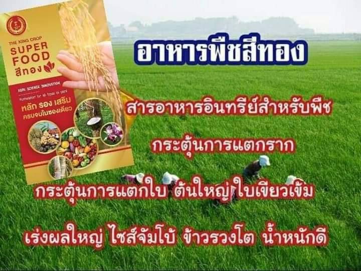 Superfood ซูเปอร์ฟู้ดสีทอง – นวัตกรรมอาหารพืชยุคใหม่เพื่อผลผลิตที่ยั่งยืน
