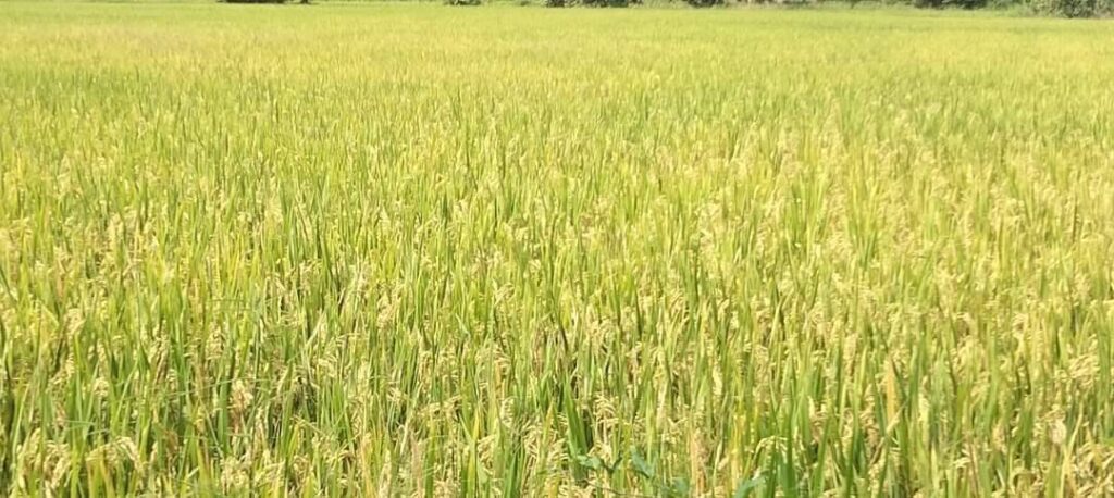 Superfood ซูเปอร์ฟู้ดสีทอง ตัวช่วยลดปัญหาพืชโตช้า ใบเหลือง